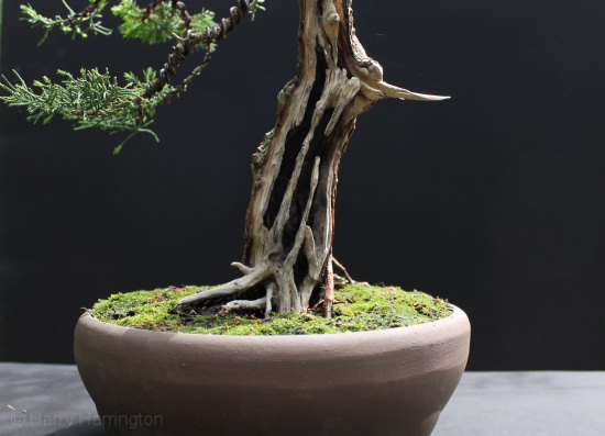 Chinese Juniper Bonsai